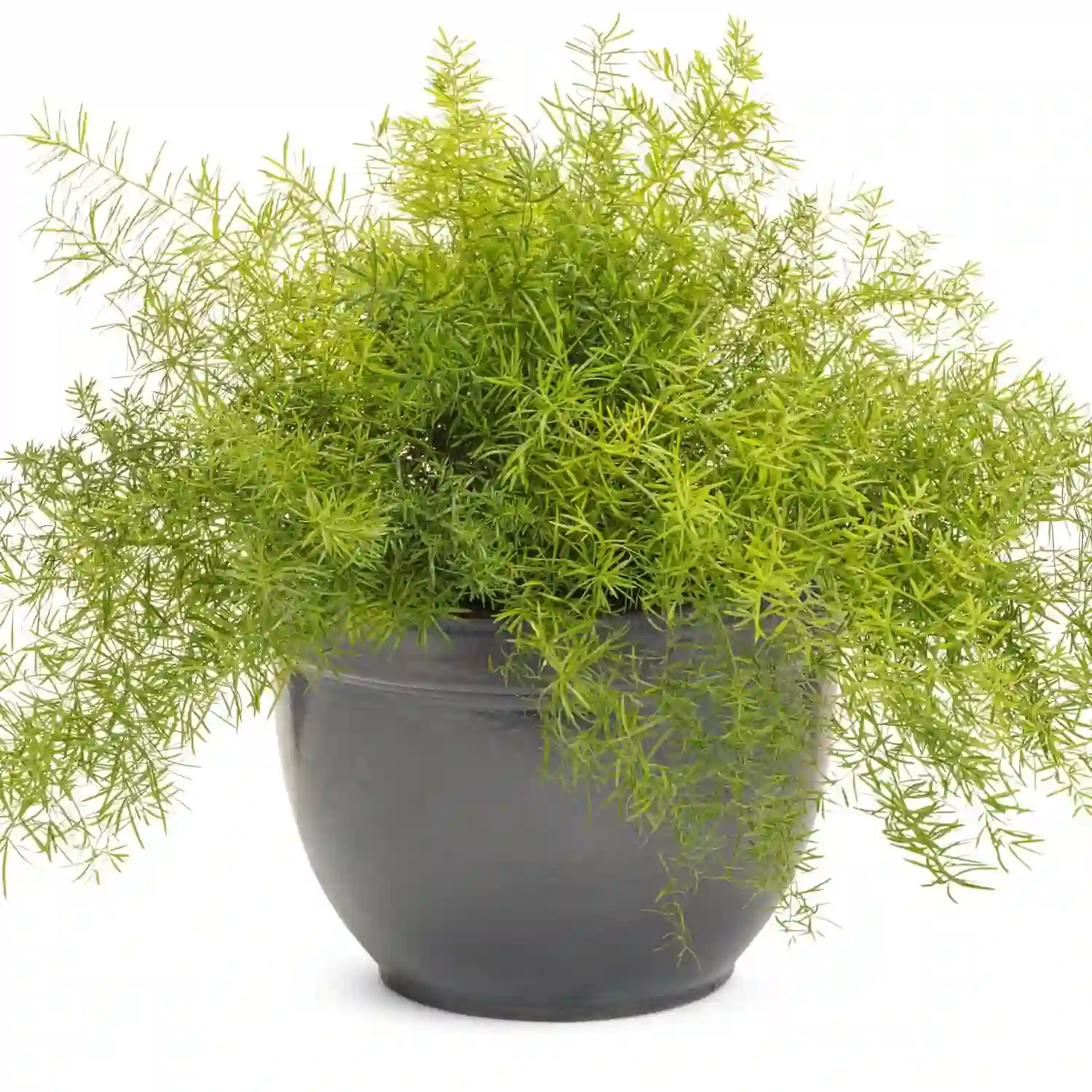 Asparagus Sprengeri Plant